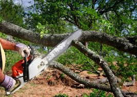 How Our Tree Care Process Works  in  Jourdanton, TX