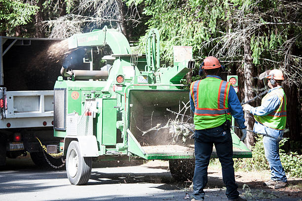 Trusted Jourdanton, TX Tree Services Experts